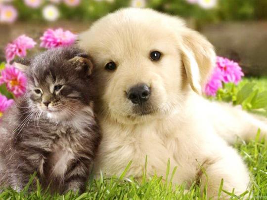 Cute Cat And Dog Wallpapers Very Cute Puppy Wallpapers PetPictures 