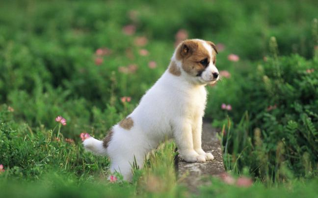 Cats and Dogs Wallpaper \u00b7\u2460 