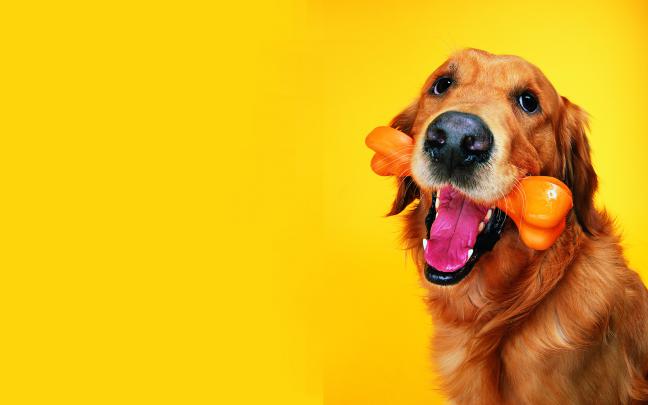 Funny Dogs and Cats Wallpapers - HD Wallpapers 78252