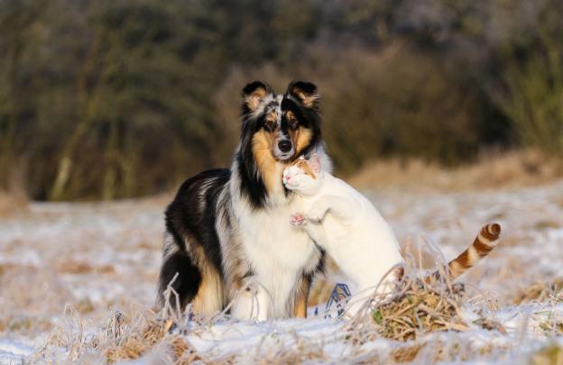 Cat \u0026 Dog Wallpapers Backgrounds