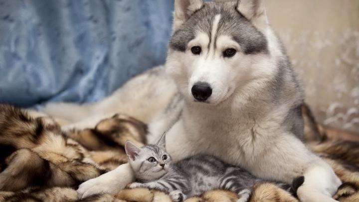 dog cat Wallpapers HD \/ Desktop and Mobile Backgrounds