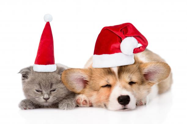 Cat \u0026 Dog Wallpapers Backgrounds