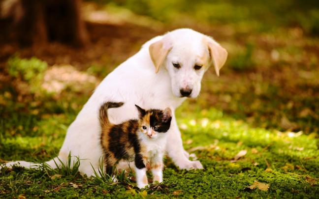 Cats and Dogs Wallpaper \u00b7\u2460 