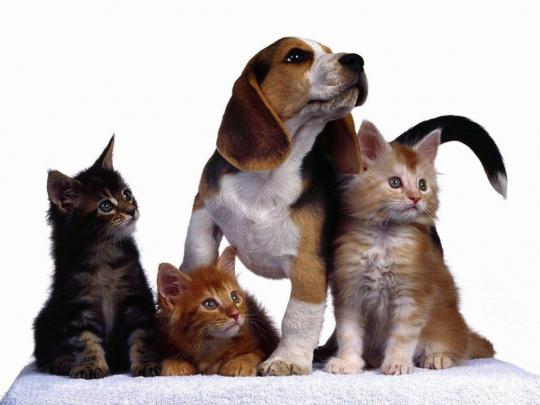 Cat And Dog Wallpapers