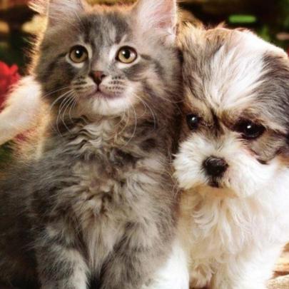 10 Top Cats And Dog Wallpapers FULL HD 1920\u00d71080 For PC Desktop 2020