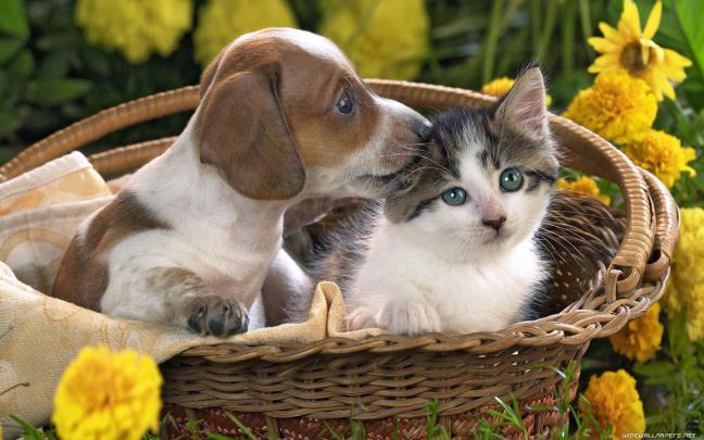 Free download Cats and Dogs desktop wallpapers HD and wide wallpapers 