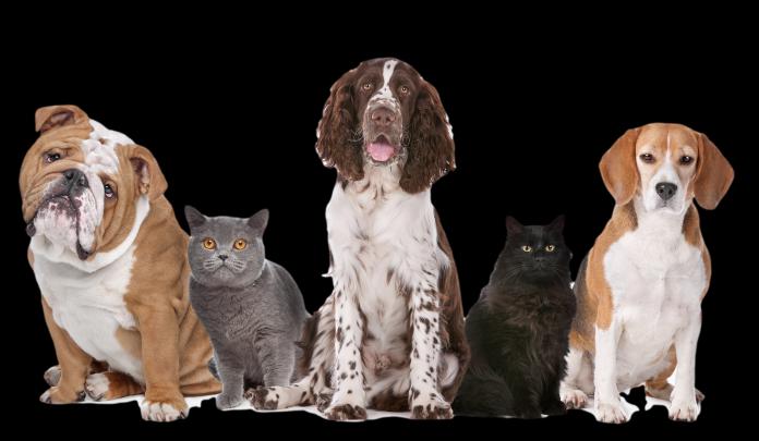 Cat And Dog Wallpapers High Quality | Download Free