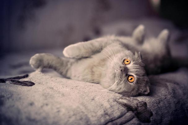 Cat And Dog Screensaver - Animated Wallpaper Torrent Download