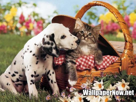 Dog and cat wallpapers