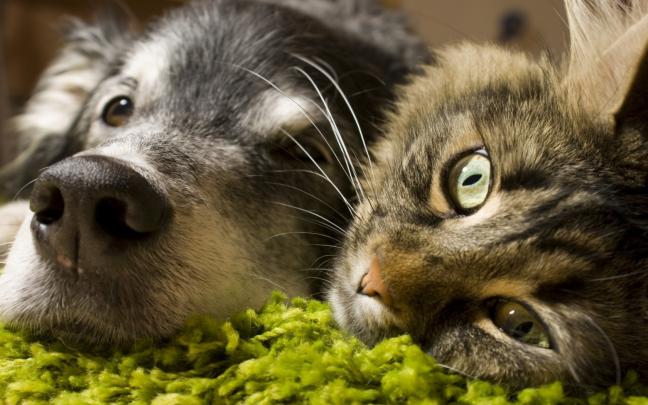 animals, Cat, Dog, Closeup Wallpapers HD \/ Desktop and Mobile Backgrounds