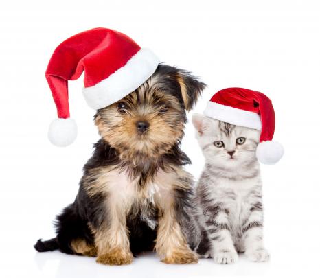 Cat \u0026 Dog phone, desktop wallpapers, pictures, photos, bckground images