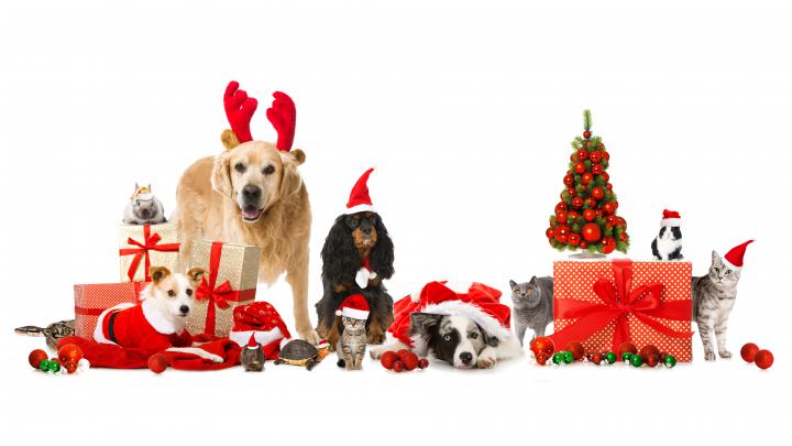 Desktop Wallpapers Border Collie Cats Dogs New year Winter 7600x4275