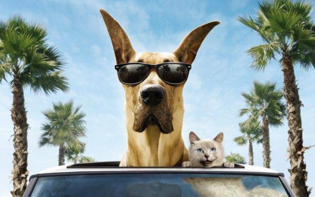 dog cat sunglasses Wallpapers HD \/ Desktop and Mobile Backgrounds