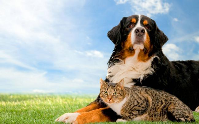 Dog And Cat Wallpapers