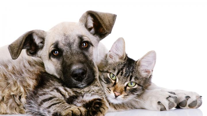 Cats and Dogs Wallpaper \u00b7\u2460 