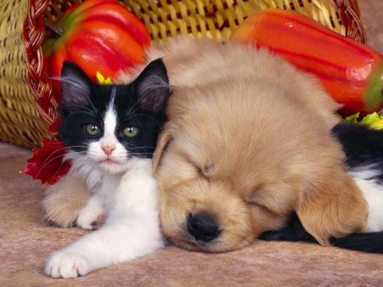 Cats and dogs Wallpapers - beautiful desktop wallpapers 2014