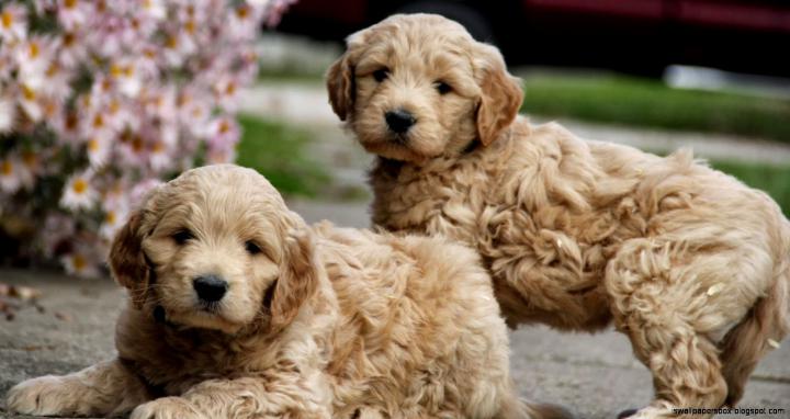 Goldendoodle Wallpapers | Wallpapers Box