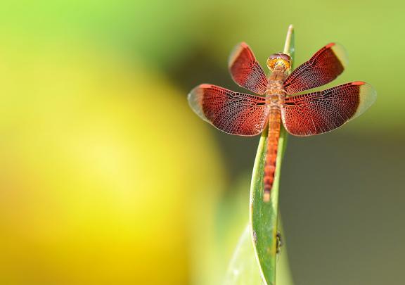Dragonfly HD Wallpapers