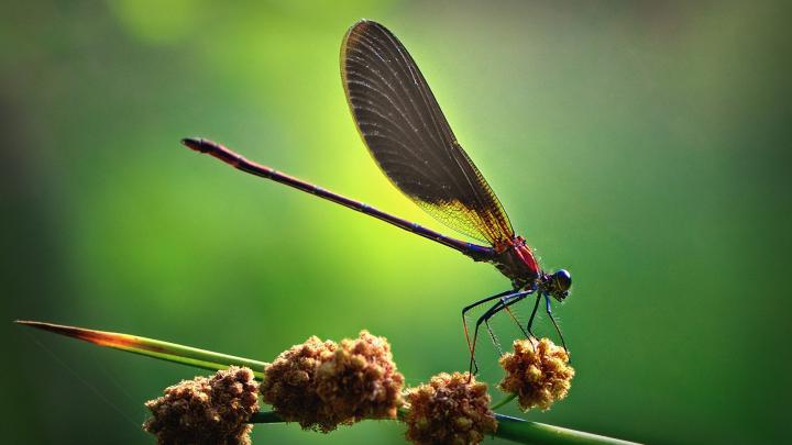dragonfly wallpaper - HD Desktop Wallpapers