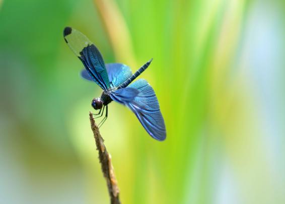 DragonfLy Wallpaper (68+ images)