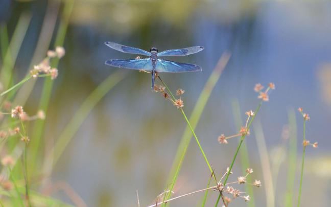 Dragonflies Wallpapers