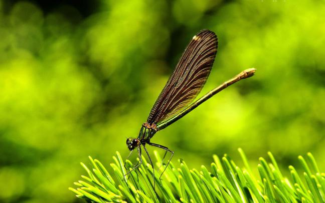 wallpapers: Dragonfly Wallpapers