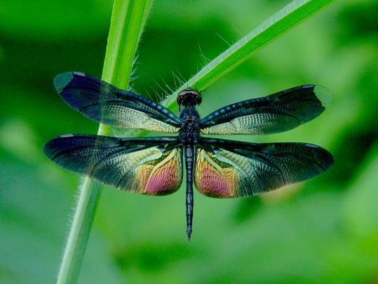 Dragonfly Wallpaper for Desktop -