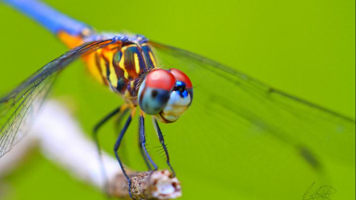 Awesome and Stunning Dragonflies Wallpaper Collection