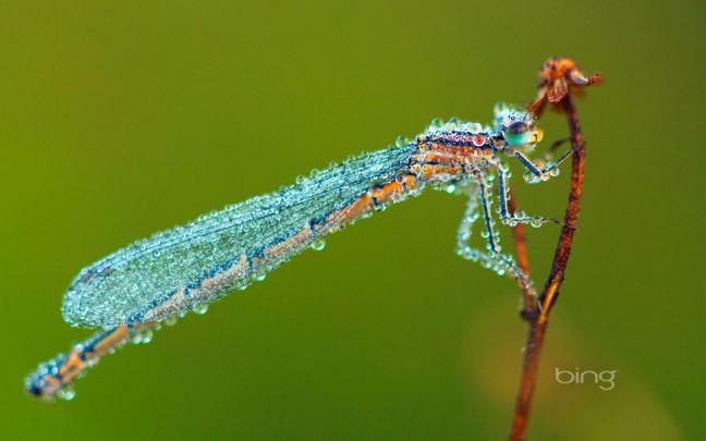 Free Dragonfly Wallpapers