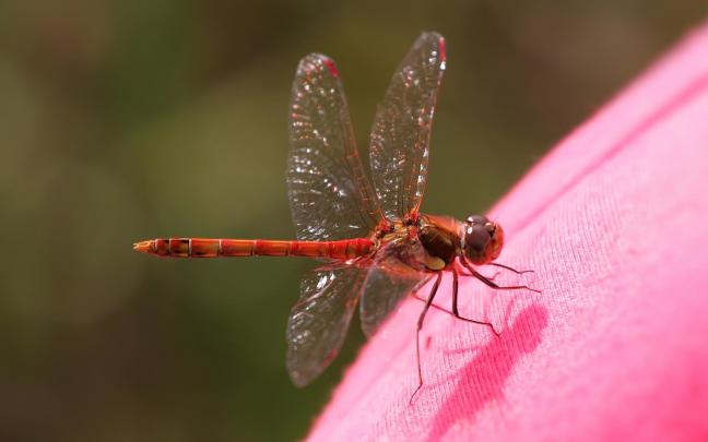 Dragonfly HD Wallpaper | Background Image | 1920x1200 | 284872 