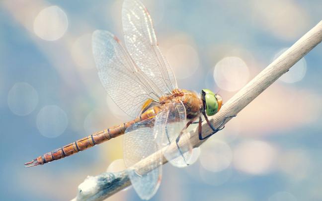 Dragonfly HD Wallpapers