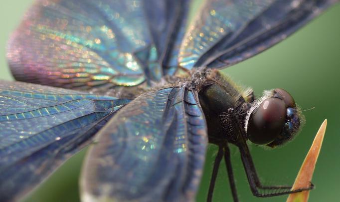 Dragonfly Wallpapers HD