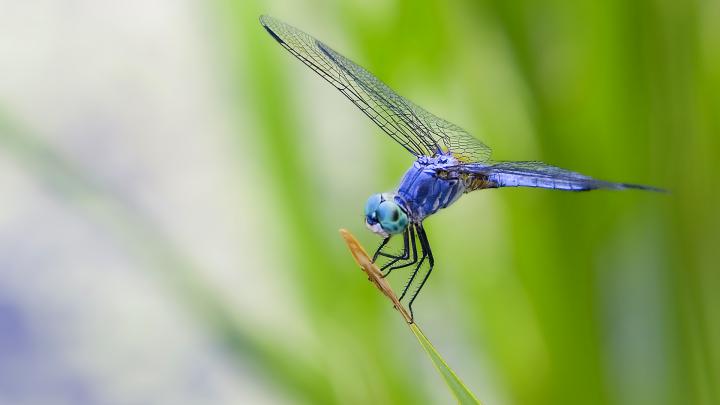 Dragonfly Backgrounds Free Download | Wallpapers, Backgrounds, Images 