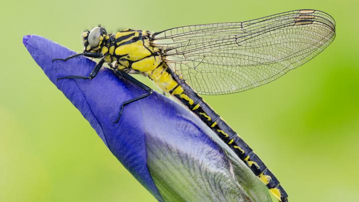 dragonfly Wallpapers HD \/ Desktop and Mobile Backgrounds