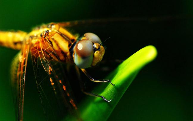 wallpapers: Dragonfly Wallpapers