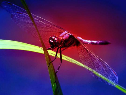 HD Wallpapers: Dragonfly Wallpapers
