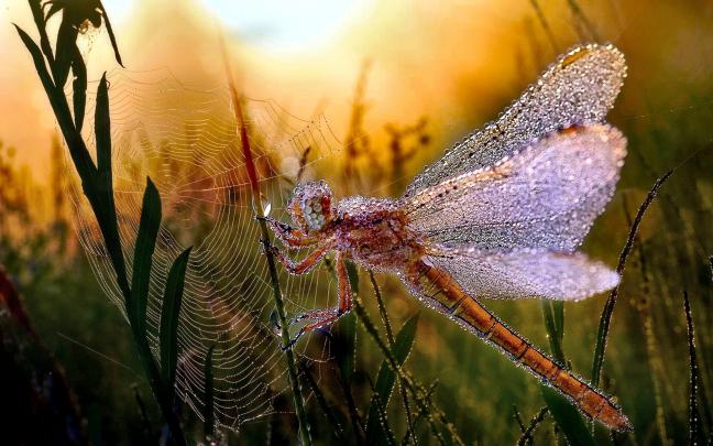 DragonfLy Screensavers and Wallpaper (43+ images)
