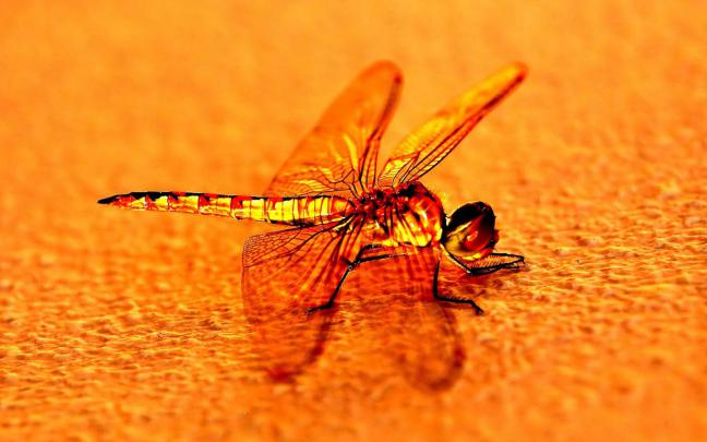 wallpapers: Dragonfly Wallpapers