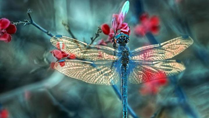 Dragonfly - Macro photography wallpaper - backiee