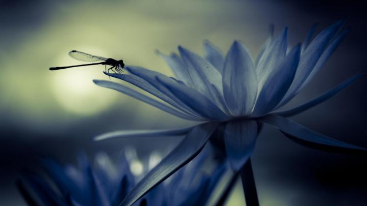 Dragonfly Backgrounds Free Download