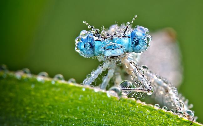 dragonfly wallpaper hd - HD Desktop Wallpapers