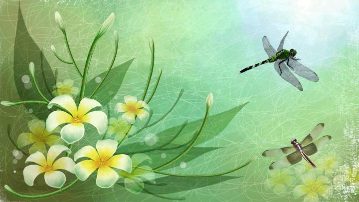 Wallpapers Dragonfly