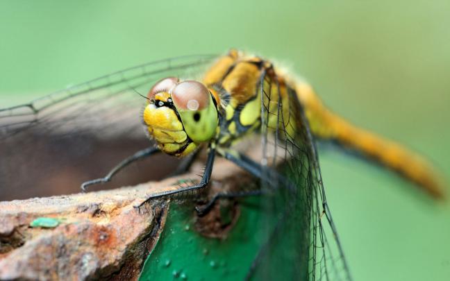 [50+] Free Dragonfly Wallpaper for Desktop 