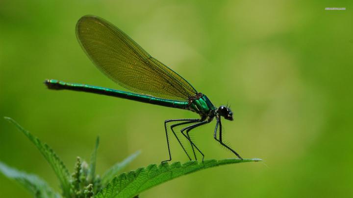 Dragonfly wallpaper | 1920x1080 | #3688