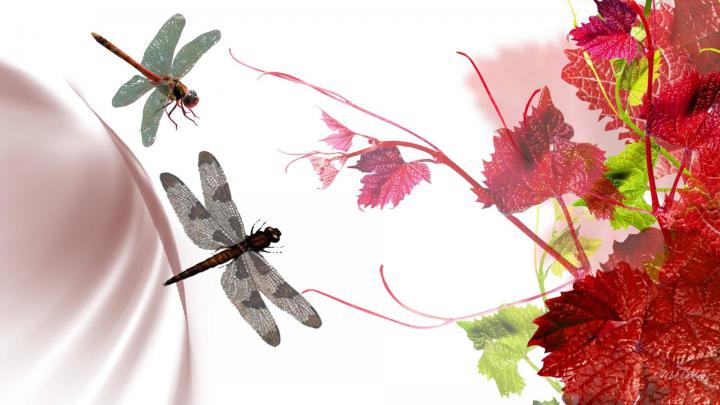 DragoNFLies Wallpaper (50+ images)