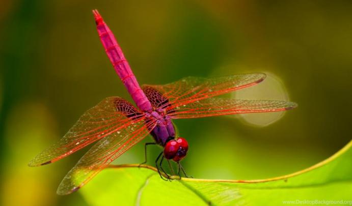 Download Free Modern Dragonfly The Wallpapers 420x263 Desktop Background