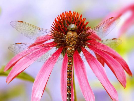 HD Wallpapers: Dragonfly Wallpapers
