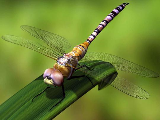 Dragonfly Art Insects 3D Dwonload Wallpapers HD \/ Desktop and Mobile 