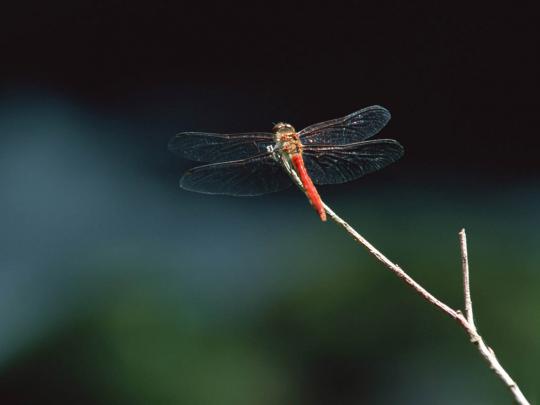 wallpapers: Dragonfly Wallpapers
