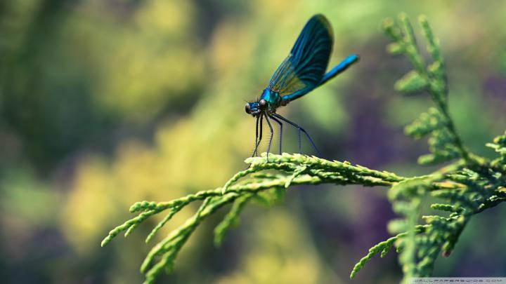 DragoNFLies Wallpaper (50+ images)